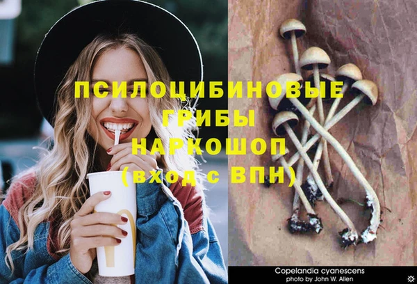прущие грибы Богданович